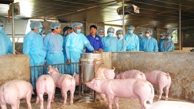Bệnh dịch tả lợn châu Phi tái phát tại 20 tỉnh, thành