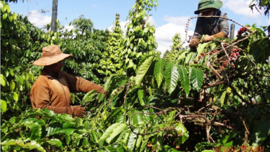 Câu chuyện nông sản chưa hồi kết: Giá tiêu, cà phê biến động diện rộng ở Tây Nguyên