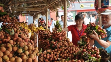 Giá vải thiều giảm từng ngày, sức mua chậm