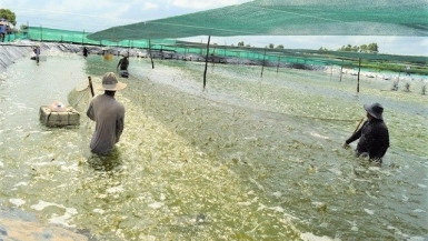 Giá tôm ở Bến Tre xuống thấp khiến nông dân lo lắng