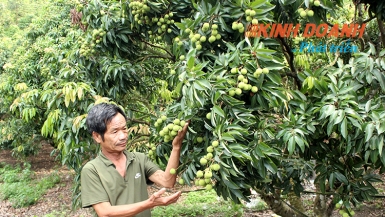 Giải pháp bền vững cho vải thiều Lục Ngạn