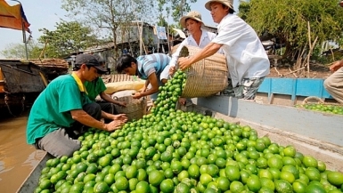 Nhiều nông sản Việt Nam đã đi vào được những thị trường khó tính