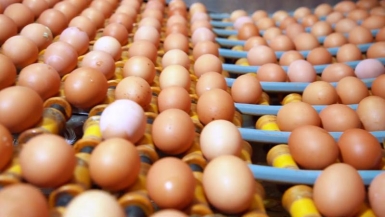 Giá trứng gia cầm cao “chót vót”