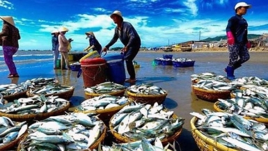 Vì sao EU vẫn chưa gỡ thẻ vàng cho thủy sản Việt Nam?