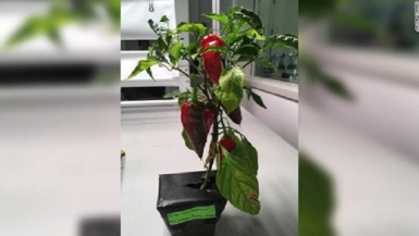 NASA trồng cây ăn trái trên vũ trụ