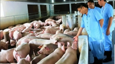 Hà Nội: 102 xã, phường đã qua 30 ngày không phát sinh bệnh dịch tả lợn châu Phi