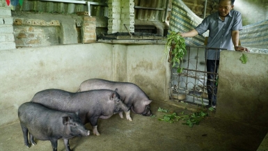 Dịch tả lợn châu Phi tái phát khiến người dân lo lắng khi tái đàn