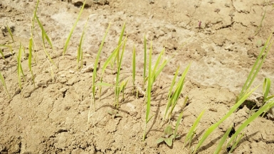 ‘Lúa khô’ – Hy vọng mới cho khủng hoảng lương thực