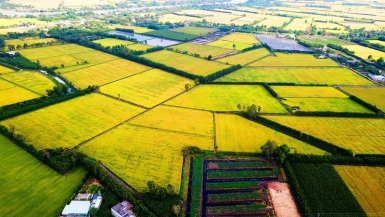 Đồng bằng sông Cửu Long – “Con gà đẻ trứng vàng” của kinh tế Việt Nam