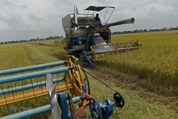 Đảm bảo vững chắc an ninh lương thực quốc gia và thúc đẩy sản xuất, xuất khẩu gạo bền vững