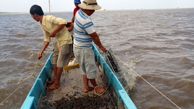 Kiên Giang: Người dân chuyển hướng nuôi sò huyết, làm giàu từ kinh tế biển