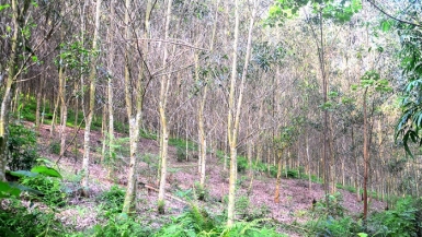 Dịch “chết héo”: Nguy cơ đe dọa nguồn nguyên liệu gỗ