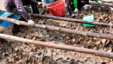 Mặc “áo mới” cho ngành thủy sản Cà Mau