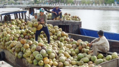 Hơn 220 ha dừa hữu cơ Trà Vinh đạt chuẩn quốc tế