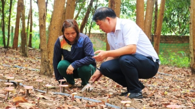 Gia Lai: Tiềm năng phát triển nấm linh chi quý dưới tán rừng