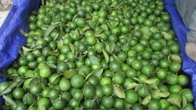 Mùa chanh “đắng” của nông dân Con Cuông, Nghệ An