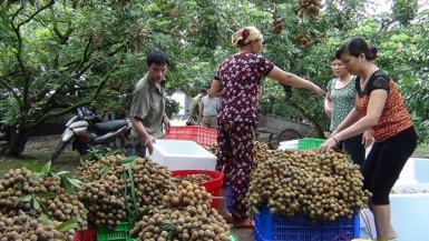 Thủ phủ nhãn lồng Hưng Yên: Được mùa rớt giá, người dân cầu cứu thương buôn