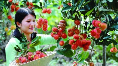 Mùa trái cây ở Đồng bằng sông Cửu Long