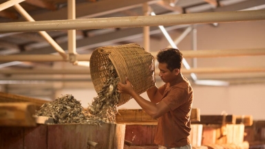 Làng nghề nước mắm truyền thống hơn 200 tuổi ở Phú Quốc đối mặt nguy cơ cạn kiệt nguyên liệu