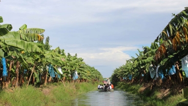 An Giang: Áp dụng trồng chuối cấy mô đem lại hiệu quả kinh tế cao