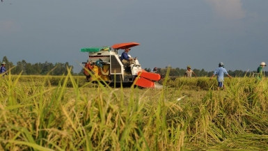 Ứng dụng khoa học công nghệ vào sản xuất nông nghiệp ở Đồng bằng sông Cửu Long