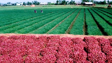 Tháo gỡ khó khăn trong tái cơ cấu nông nghiệp ở đồng bằng sông Cửu Long