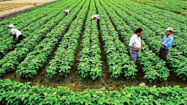 Phát triển nông nghiệp hữu cơ đang là xu hướng trên thế giới