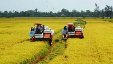Hỗ trợ doanh nghiệp, thu mua, tạm trữ thóc, gạo tại khu vực Đồng bằng sông Cửu Long