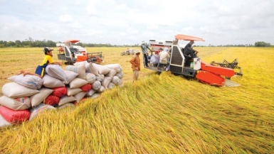 Những giải pháp nhằm gỡ khó cho thị trường lúa gạo hiện nay