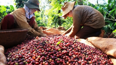 Xuất khẩu cà phê chịu áp lực bởi chi phí logistics tăng cao