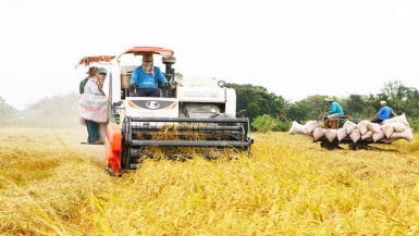 Ngân hàng Nhà nước đưa ra 7 giải pháp tháo gỡ khó khăn cho ngành lúa gạo
