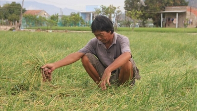 Ninh Thuận: Hành tím rớt giá, nông dân đứng ngồi không yên