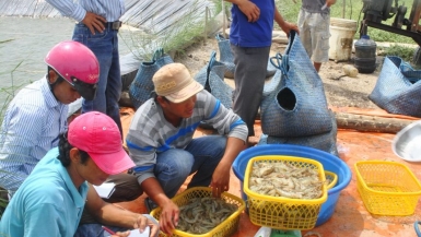 Kinh tế hợp tác: Mô hình xóa đói giảm nghèo hiệu quả cho đồng bào Khmer