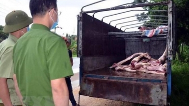 Tuyên Quang: Bắt giữ và điều tra hành vi vận chuyển, tiêu thụ lợn nhiễm bệnh dịch tả châu Phi