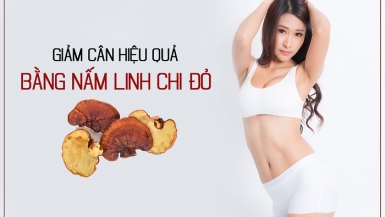 Nấm linh chi đỏ với tác dụng giảm cân hiệu quả