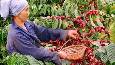 Việt Nam trở thành nhà cung cấp cà phê lớn nhất của Nhật Bản