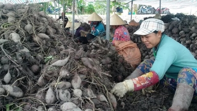 Khoai lang rớt giá, Vĩnh Long “cầu cứu” Trung ương