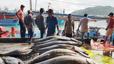 Xuất khẩu cá ngừ tăng trưởng cao