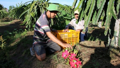 Bến Tre: Mô hình hợp tác xã bị ảnh hưởng nặng nề từ dịch bệnh Covid – 19