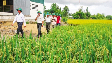 Cần Thơ: Tăng cường liên kết sản xuất – tiêu thụ, giải quyết đầu ra cho sản phẩm nông nghiệp