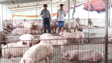 Tết năm nay có nguy cơ thiếu thịt lợn