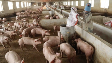 Giá lợn hơi chìm sâu, có nơi dưới 40.000 đồng/kg
