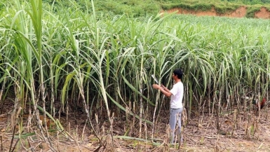 Liên kết sản xuất mía đường: Minh bạch là trên hết