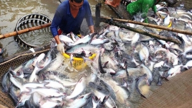 Cá tra đang rộng “đường bơi”