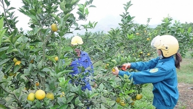 Cam Cao Phong tiêu thụ thuận lợi