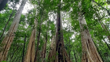 Nâng cao chất lượng rừng: Hướng đi của ngành lâm nghiệp