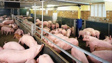 Giá lợn hơi hôm nay 26/11: Phía Nam gía giảm đồng loạt tại nhiều địa phương