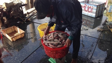 Giá cá khoai liên tục tăng mạnh, ngư dân phấn khởi