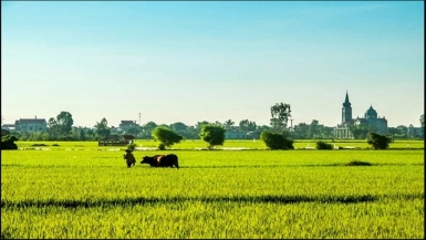 Chuyển đổi 17,9 ha đất trồng lúa sang đất phi nông nghiệp