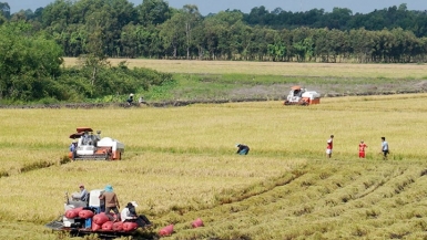 Long An: Tiếp tục phát triển chương trình vùng trồng lúa chất lượng cao